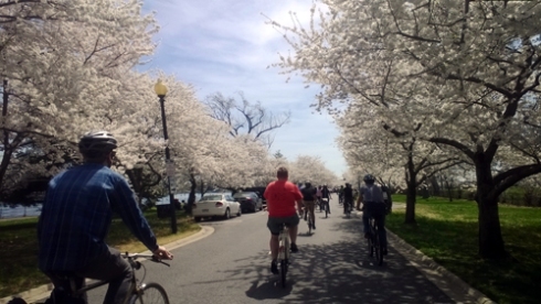 cherry blossom bike ride through East Potomac Park